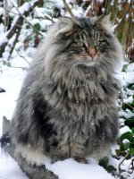 fluffy-cats-funny-animal-pics-102__605.jpg