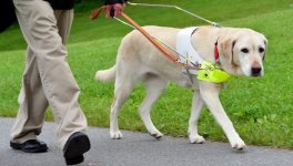 Ryan_guide-dog.jpg