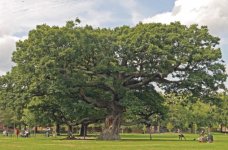 Tottenham tree.jpg