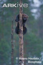 European-wolverine-up-tree.jpg