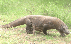 komodo-dragon.gif