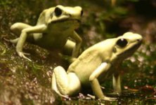 top10_deadly_poison_frog.jpg