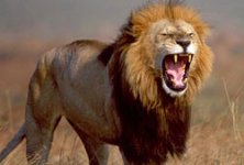 top10_deadly_african_lion2.jpg