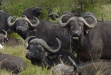 top10_deadly_capebuffalo.jpg