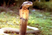 top10_deadly_asian_cobra.jpg