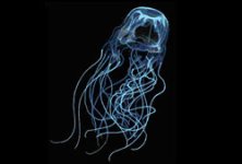 top10_deadly_aus_boxjellyfish.jpg