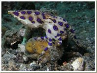 blue-ringed-octopus.jpg