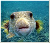 puffer-fish.jpg