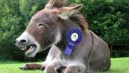 TORY_DONKEY.jpg