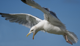 Seagull.png