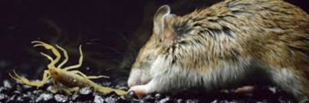 Grasshopper Mouse.png