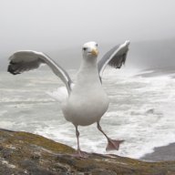 singing4seagulls