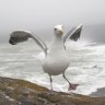 singing4seagulls