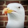 TheBrightonSeagull