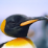 king_penguin