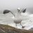 singing4seagulls