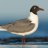 Laughing Gull